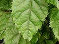 Makomako – wineberry 