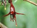 Kōtukutuku – tree fuchsia