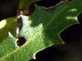 Narrow-leaved lacebark