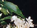 Long-leaved lacebark