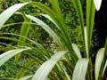 Tī ngahere – forest cabbage tree