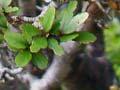 <em>Pittosporum rigidum</em>
