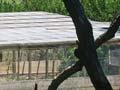 Tuatara enclosure, Little Barrier Island