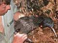 Releasing North Island brown kiwi