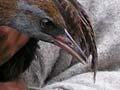 Weka at Whirinaki Sanctuary