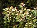 Horopito tree 