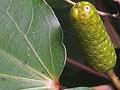 Kawakawa
