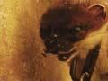 Trapped stoat