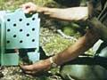 Feeding takahē chicks