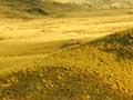 Tussock grasslands 