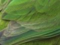 Antipodes Island parakeet