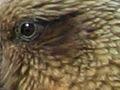 Kea kingdom