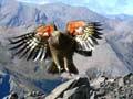 Audio: Kea plumage
