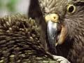 Young kea