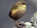 Rock wren on rock