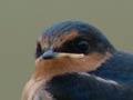Welcome swallows
