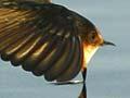 Welcome swallow over Lake Ngāroto