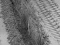 Tractor planting 