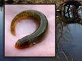 Canterbury mudfish habitat