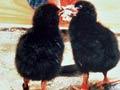 Feeding takahē