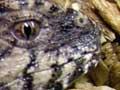 Tuatara hatchling