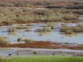 Whangamarino wetland