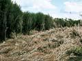 Slashed mānuka, Kopuatai Peat Dome