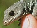 Black-eyed gecko 