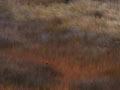 Ephemeral wetland, Tangimoana 