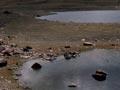 Ephemeral wetland, Lake Tekapo 