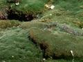 Cushion field, Waituna lagoon