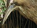 Australasian bittern with chicks