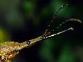 Giraffe weevil