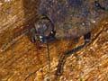 Cook Strait click beetle