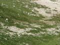 Grass killed by grass grubs 