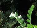 Ragwort