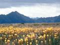 Tablelands, Kahurangi National Park