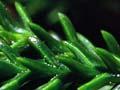 Rimu leaves 
