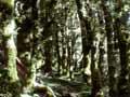 Walking track through bush