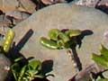 Taupata as a tree and a shrub