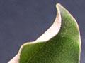 Adaptive leaf forms – leathery leaves 
