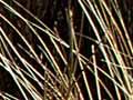 Tussock–shrubland, Blue Mountains, West Otago