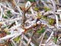 Matagouri spines