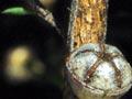 Mānuka seed capsules