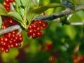 Karamū berries