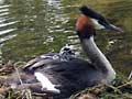 Australasian crested grebe nest