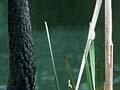 Black swan on nest