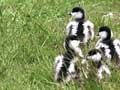 Paradise ducklings 