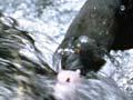 Whio (blue duck) feeding