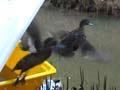 Releasing brown teal